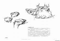 伯里曼人体结构绘画教学