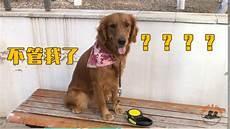 爱犬by天一书包
